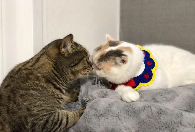 两只猫咪的感情可以有多深?