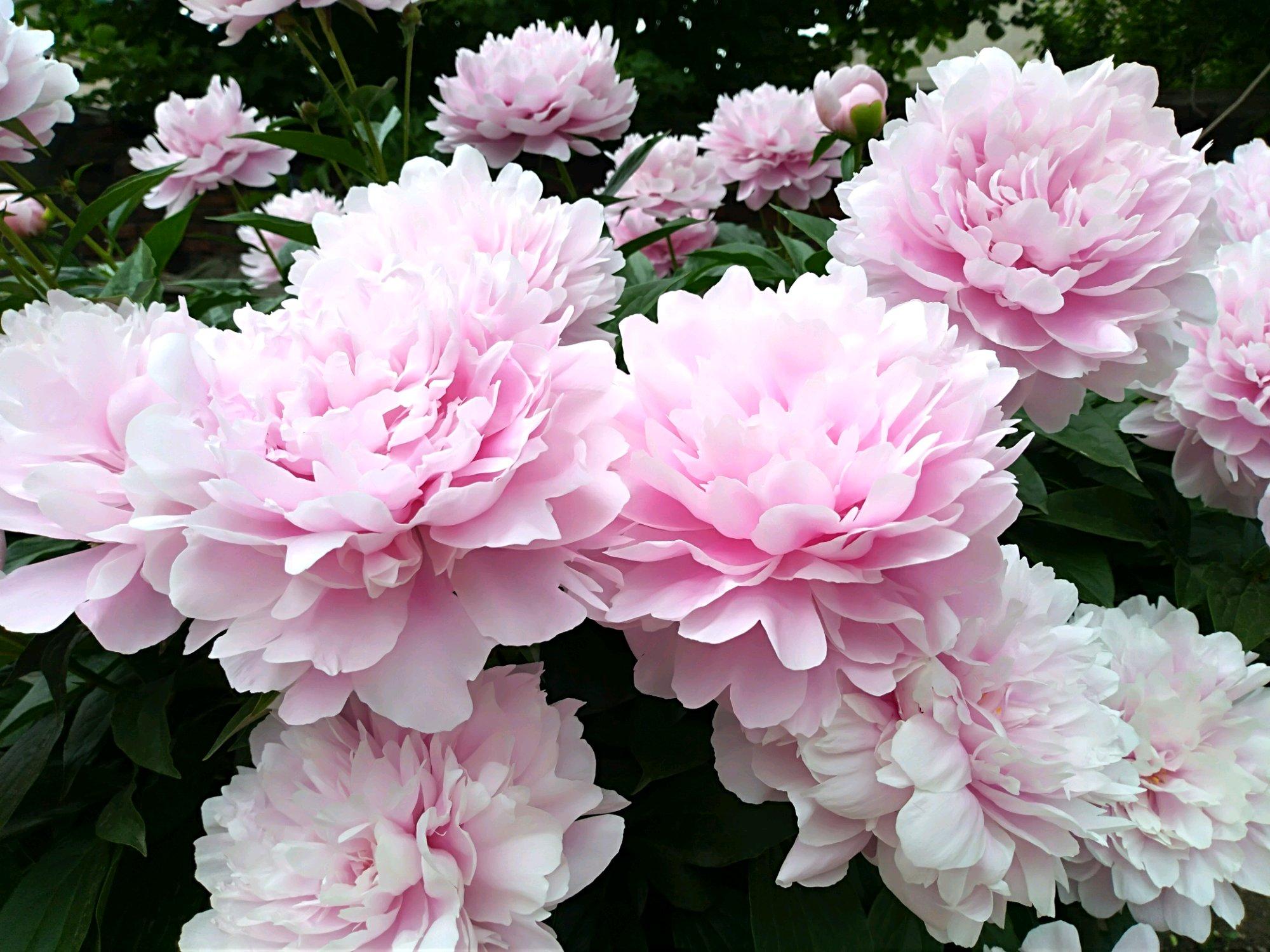 描写“芍药花”的诗句有哪些