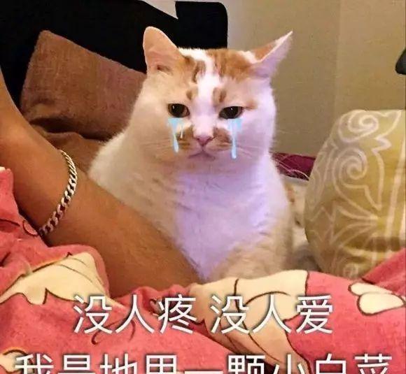 没人疼没人爱 我是地里一颗小白菜 斗图搞笑表