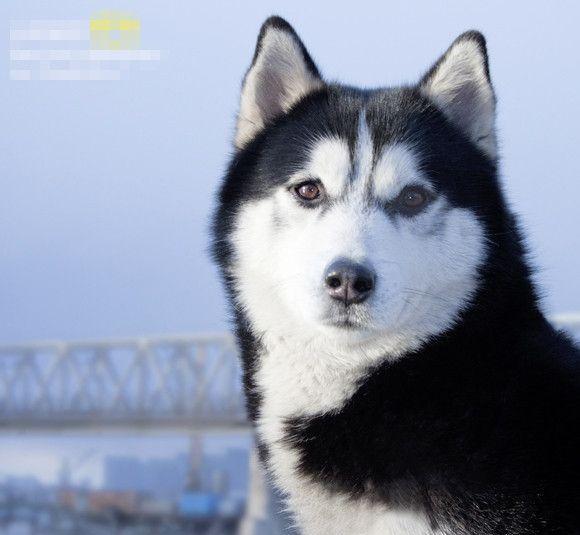 你知道哈士奇小时候长啥样吗?