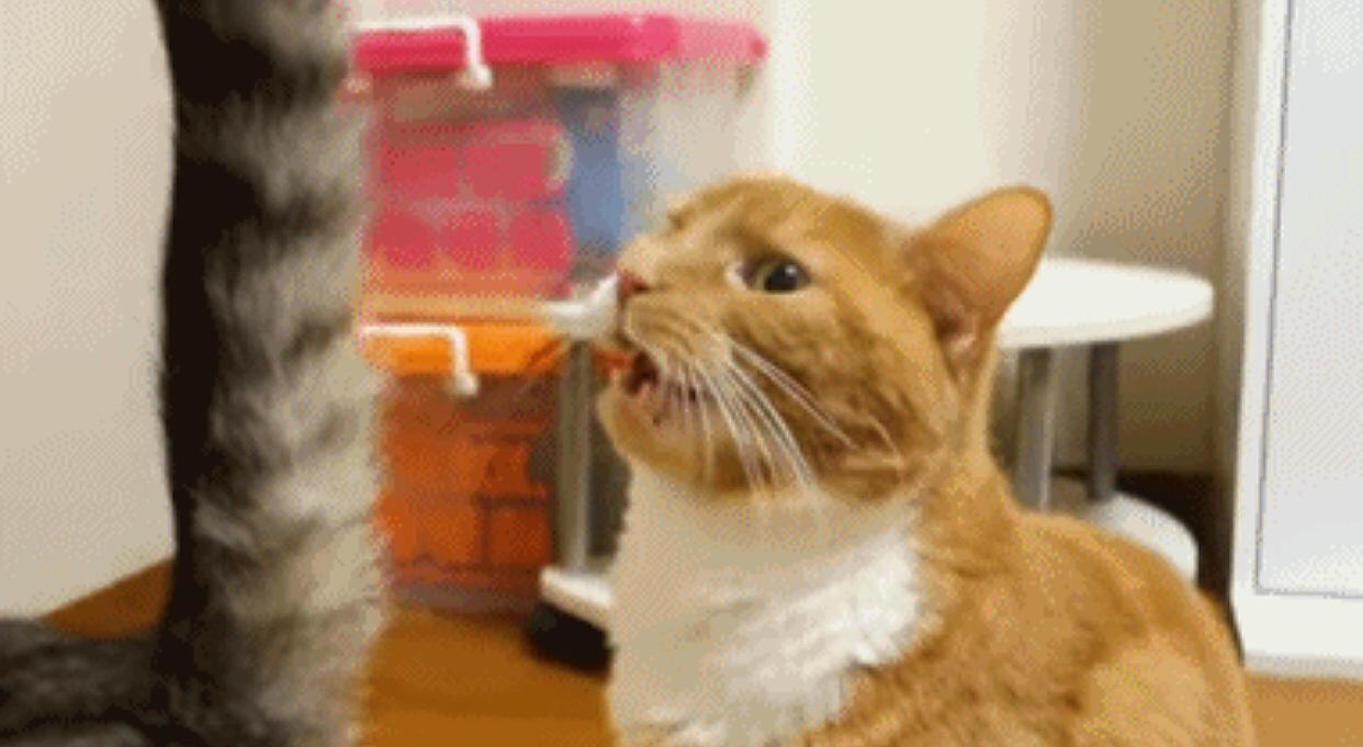 猫咪打招呼闻花猫的屁股,被臭到怀疑猫生,接下