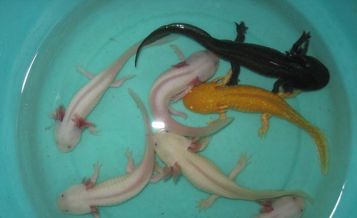 蝾螈是娃娃鱼吗 新浪网