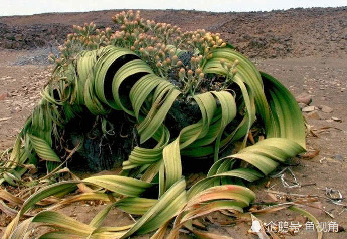 世界上最耐旱的的多肉植物,靠两片叶子能活上1000年