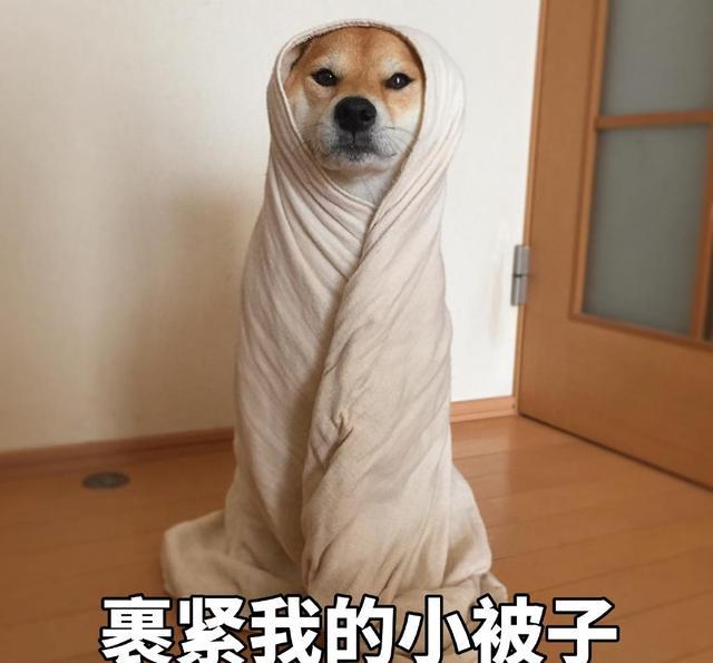 听说总有人要日我!最新狗狗表情包!