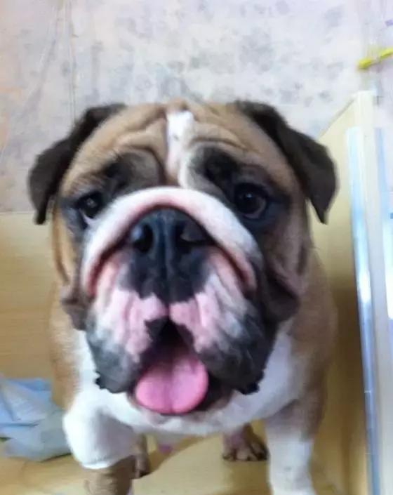 英牛繁殖难,剖腹产麻醉过量导致幼犬全部死亡