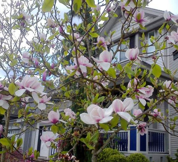 当下花市最流行的10款名贵花卉,庭院有空地一定要种上