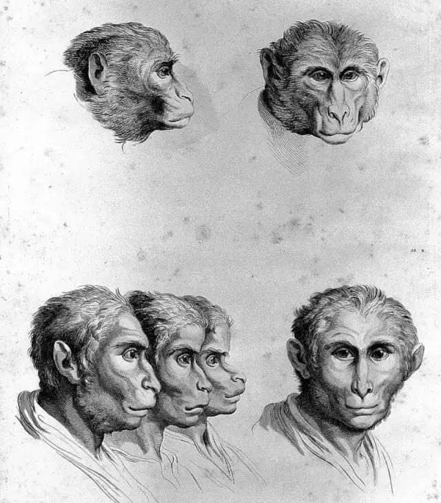 如果人类祖先不是猿猴, 那我们会变什么样子?
