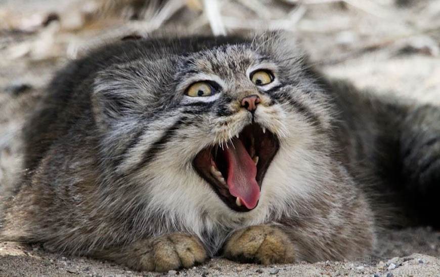 它是全球最凶猛的猫,被视为有害动物,数量稀少,如今濒危灭绝!