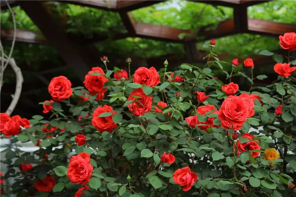 解锁火爆抖音的拍照新姿势!