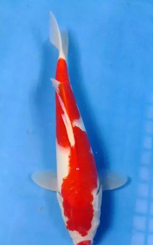 锦鲤和清道夫能混养吗?