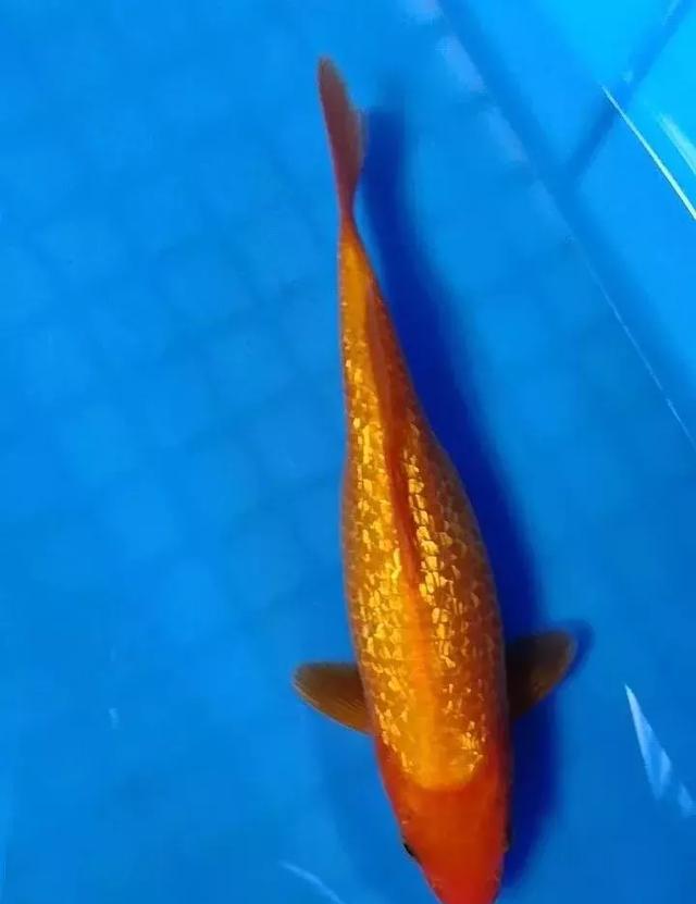 锦鲤和清道夫能混养吗?