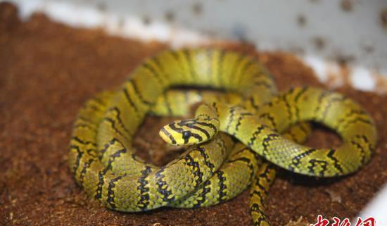 蛇界大熊猫首次人工孵化成功