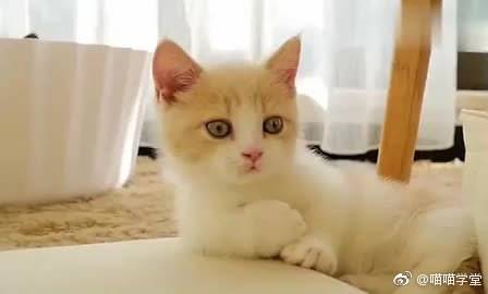 小猫咪不知道看到了什么,竟然会炸毛,真真萌出血了