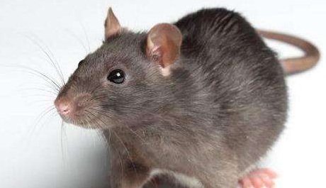 老鼠最怕的一种东西,放在家中,老鼠全都消失了