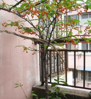 盆栽樱桃怎么种?一个小方法,种下就活,结果量