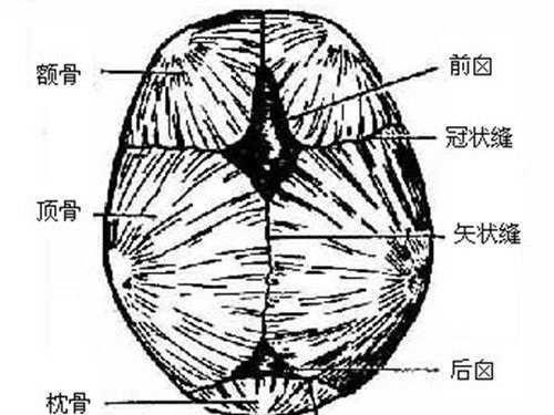 为什么说宝宝卤门越晚闭合就越聪明?