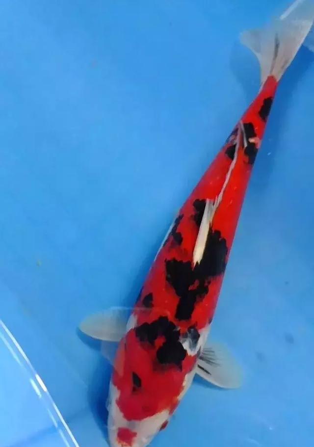 锦鲤和清道夫能混养吗?