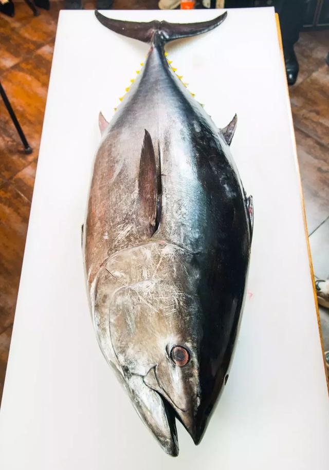 天津这家日料店惊现近70公斤的蓝鳍金枪鱼,带来视觉味觉双震撼!
