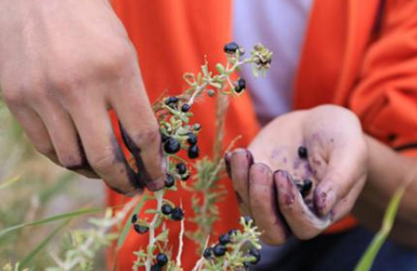 女人坚持用黑枸杞泡水喝,身体会有这3个变化