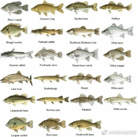 海洋动物英语词汇大全!