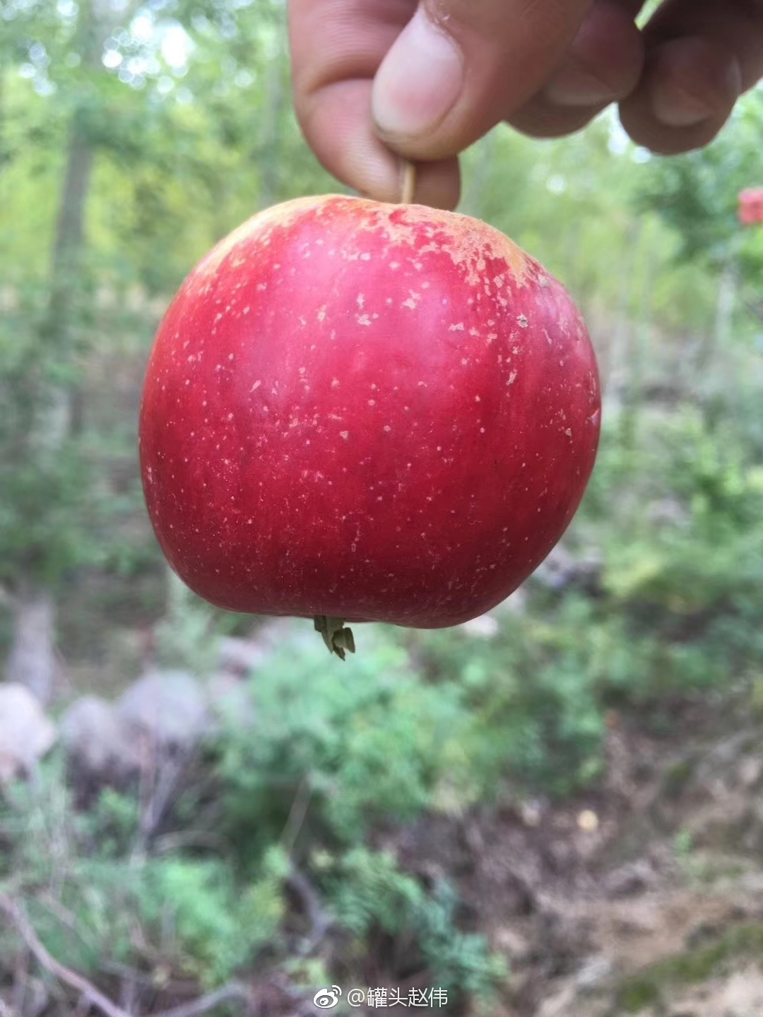 新西兰樱桃小苹果,百果园去年39\/5颗
