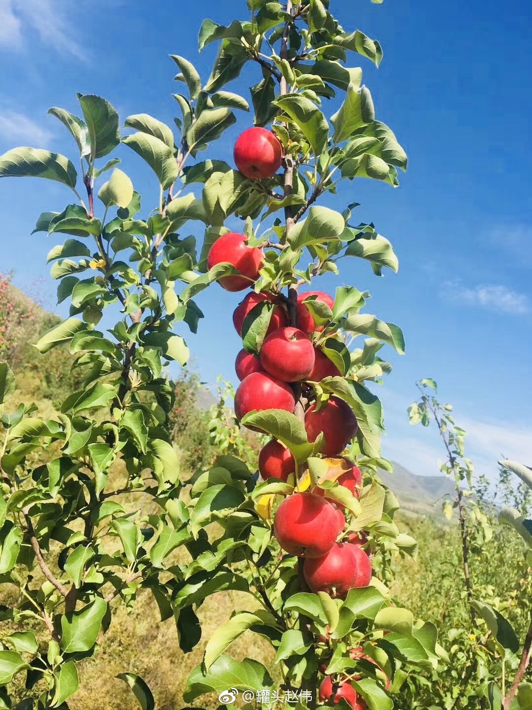 新西兰樱桃小苹果,百果园去年39\/5颗