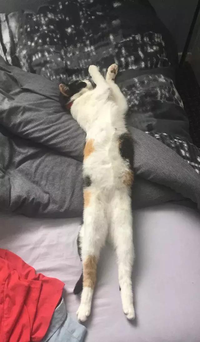 事实证明,猫是真的长长长.