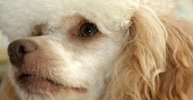 狗狗1岁相当于人类的7岁?5个方法教你正确判