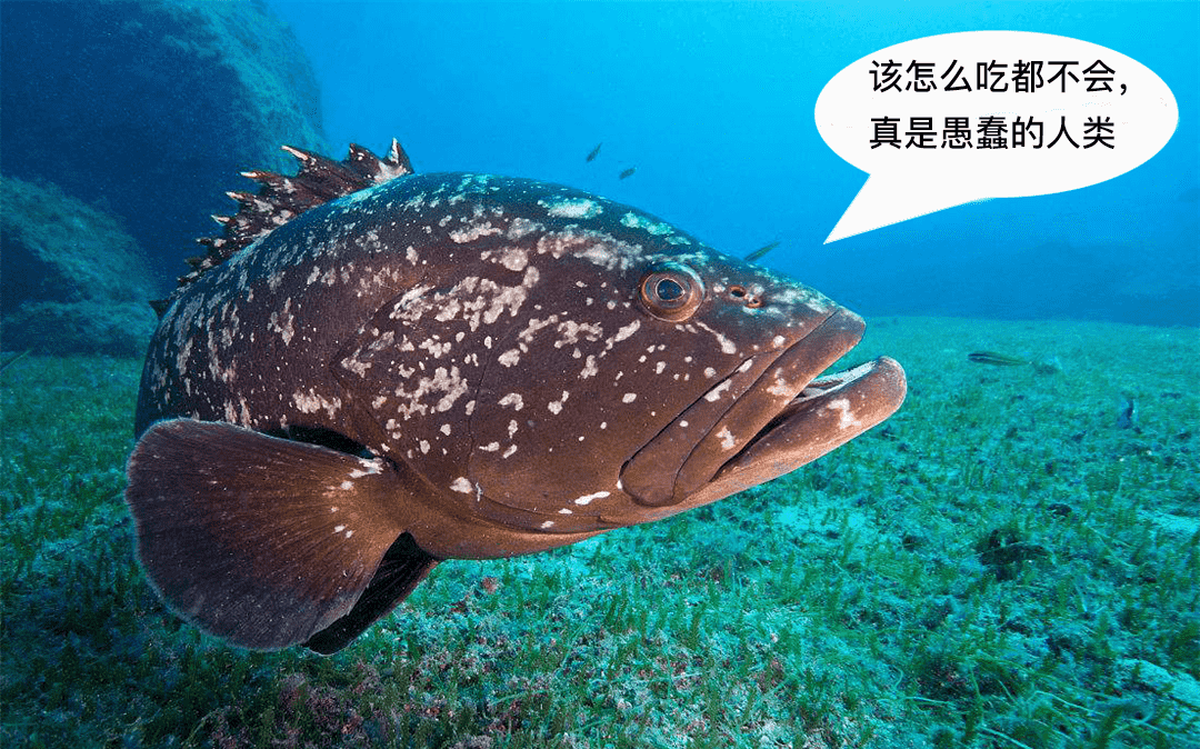 不买途观汉兰达? 我们还有更好的选择!