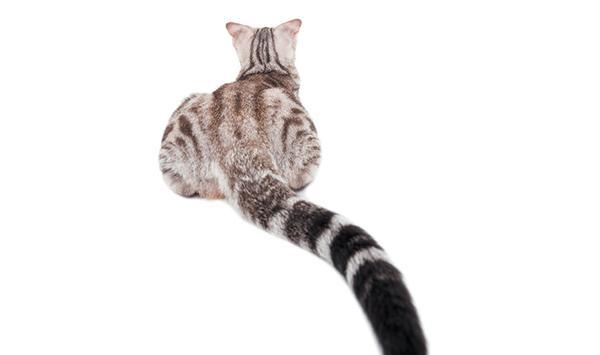 让我们深入了解猫尾巴语言-猫的最迷人的动作