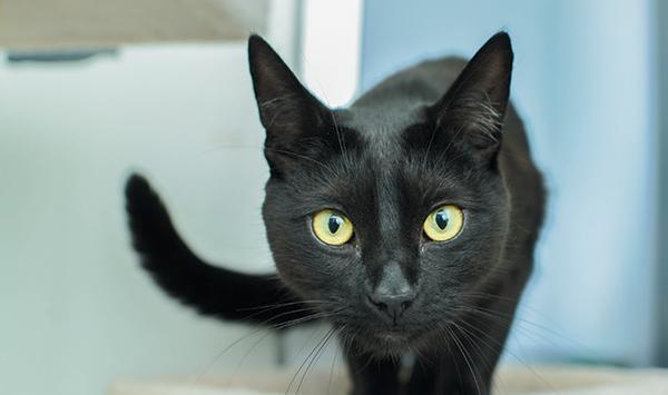 让我们深入了解猫尾巴语言-猫的最迷人的动作