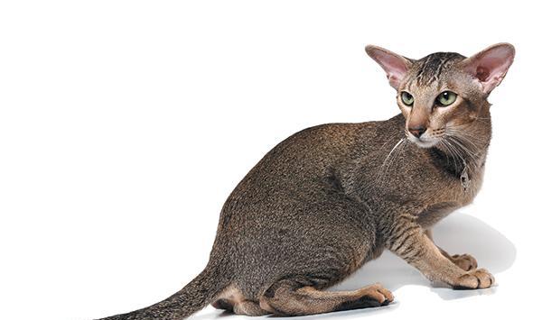 让我们深入了解猫尾巴语言-猫的最迷人的动作