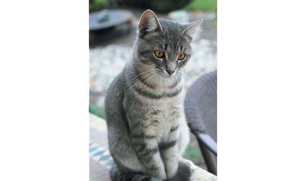 让我们深入了解猫尾巴语言-猫的最迷人的动作