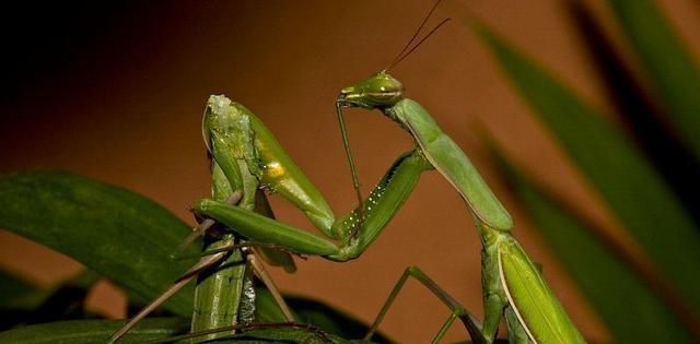 实拍螳螂交配 完事后公的被母的吃掉究竟为何