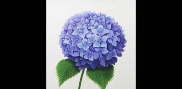 「植物彩铅画」怎么样画出错综复杂的绣球花，你知道吗?