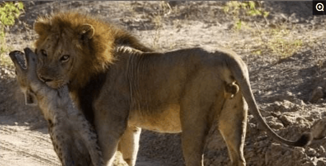 非洲一哥的奢华大餐, 二哥, 三哥, 平头哥纷纷遇