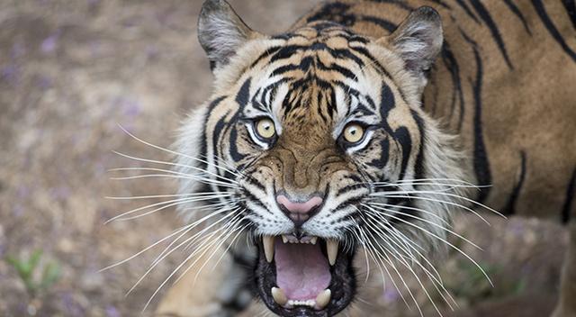 老虎和狮子谁更厉害? 终于有答案了! (图)