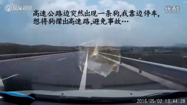 交通安全警示录----高速公路上狗狗引发车祸