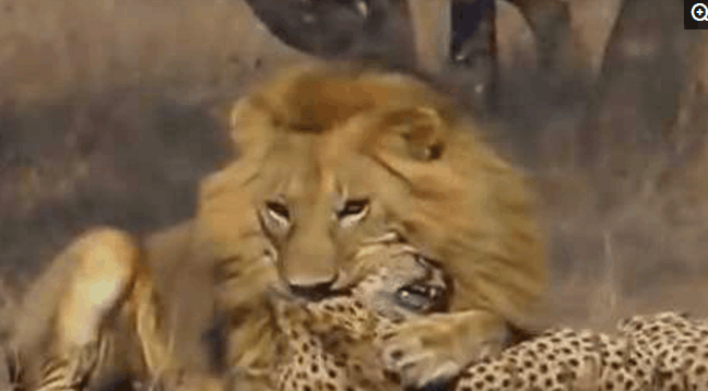 非洲一哥的奢华大餐, 二哥, 三哥, 平头哥纷纷遇