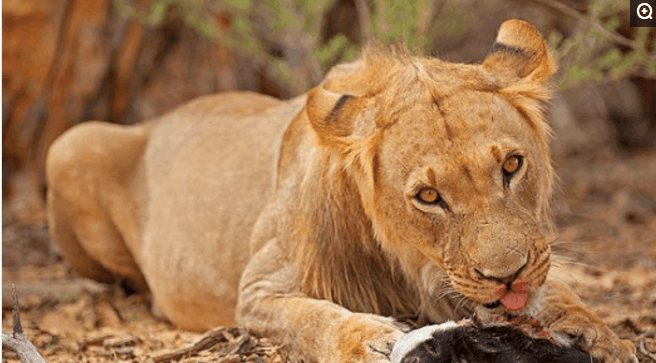 非洲一哥的奢华大餐, 二哥, 三哥, 平头哥纷纷遇