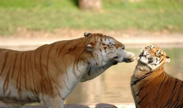 变异动物|精的变异巨型动物内容成精的变异巨型动物版面