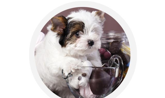 巧克力有毒?我的狗吃了怎么没事