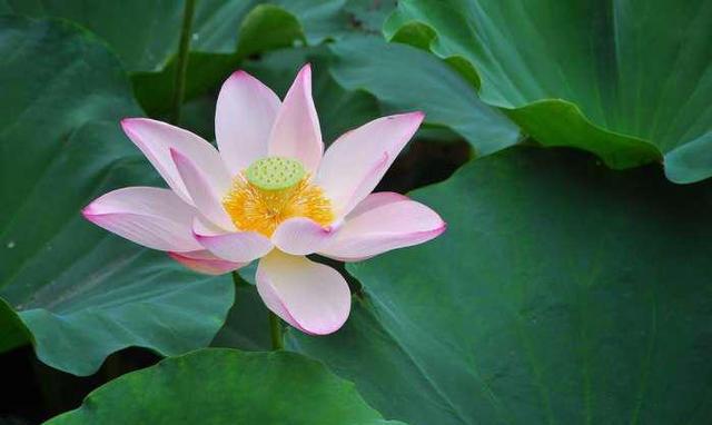 漖兽说美景,广东佛山十大最适合放松心情旅游