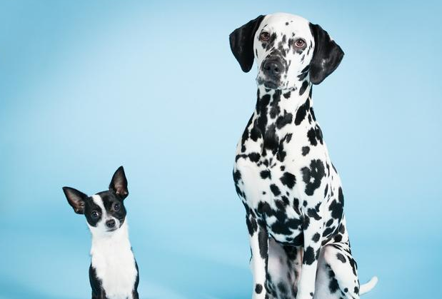 狗狗1岁相当于人类的7岁?5个方法教你正确判