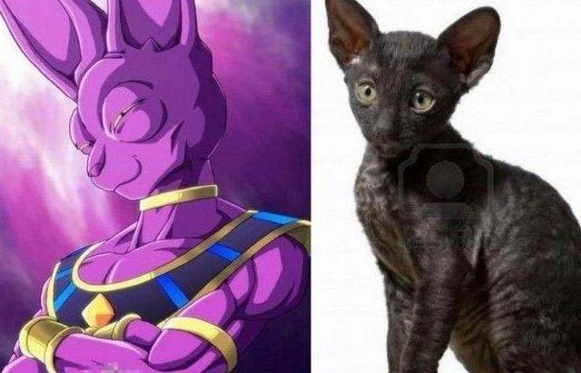 三次元喵酱cosplay《龙珠》猫咪外型的比鲁斯大人 神还原