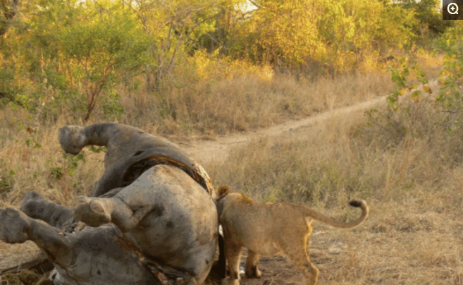 非洲一哥的奢华大餐, 二哥, 三哥, 平头哥纷纷遇