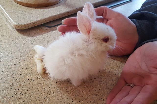 洗白白的小兔子多可爱,红红的眼睛,大大的耳朵.