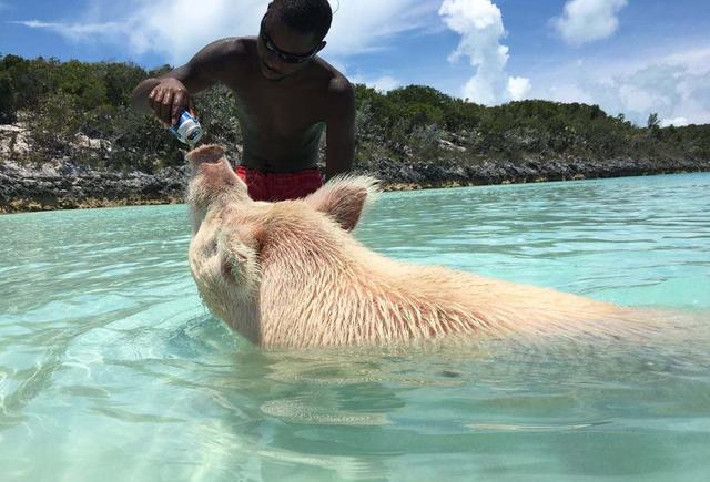 全球唯一的黑人发达国家,对中国人免签