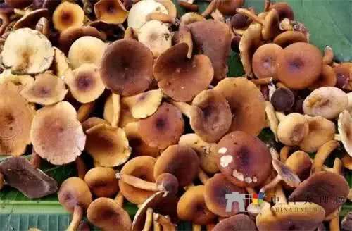 这35种野生菌你认识多少?