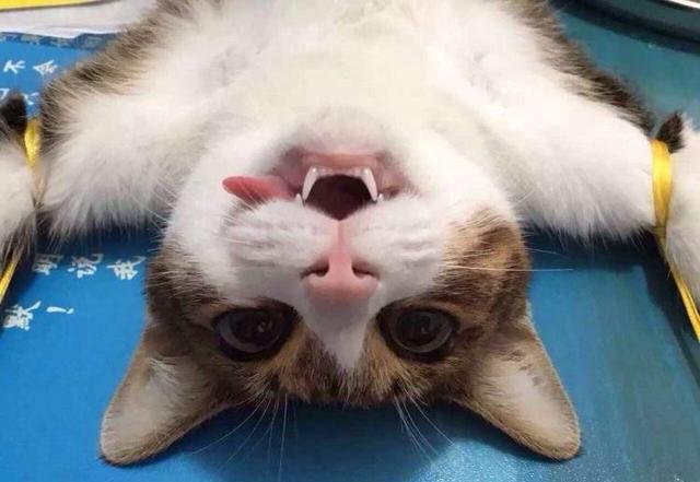 猫绝育后,眼神让铲屎官心都凉了,网友笑喷:让你